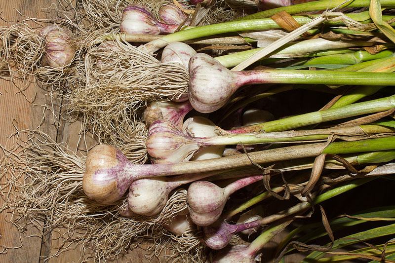 Garlic is good for health