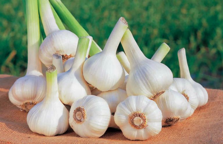 Garlic is very good for health