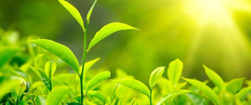Green tea contains flavonoids that can prevent bad breath