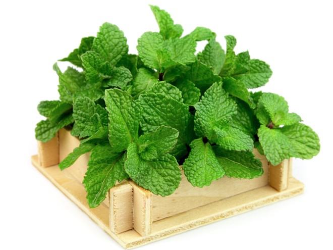 Mint leaves have an antiseptic effect, so it is very good and effective to treat bad breath.