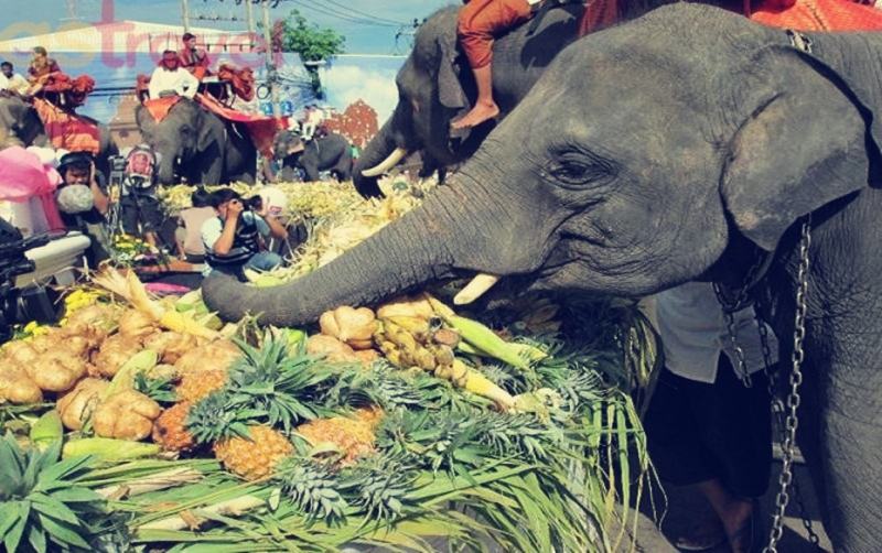 Elephant Festival, Surin, Thailand