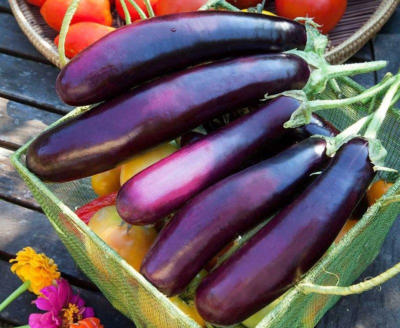 Eggplant helps prevent cancer cells