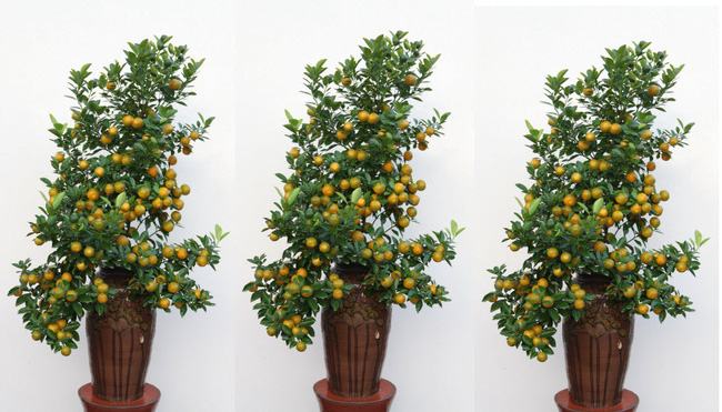 Kumquat tree - the tree of fortune