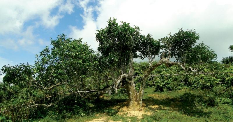 Shan Tuyet tea tree