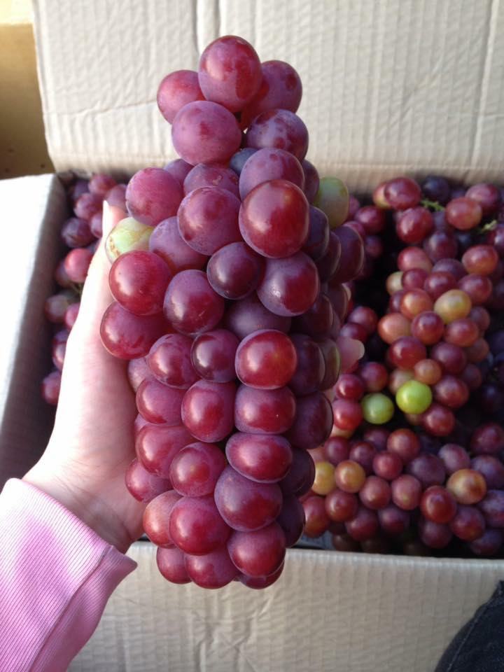 Grapes in Ninh Thuan