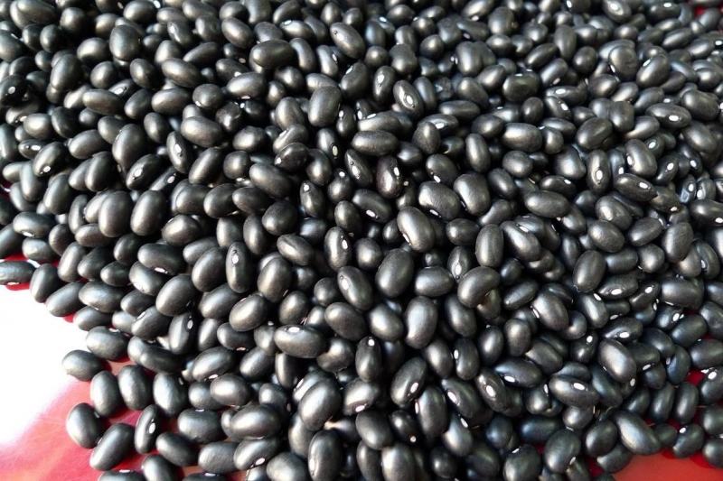 Black beans are used to treat alcohol