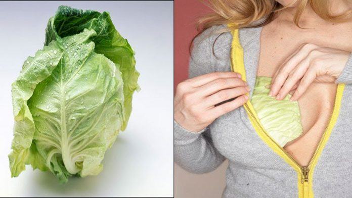 Cabbage leaves effectively treat blocked milk ducts