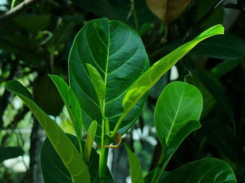 Young jackfruit leaves call for milk effectively