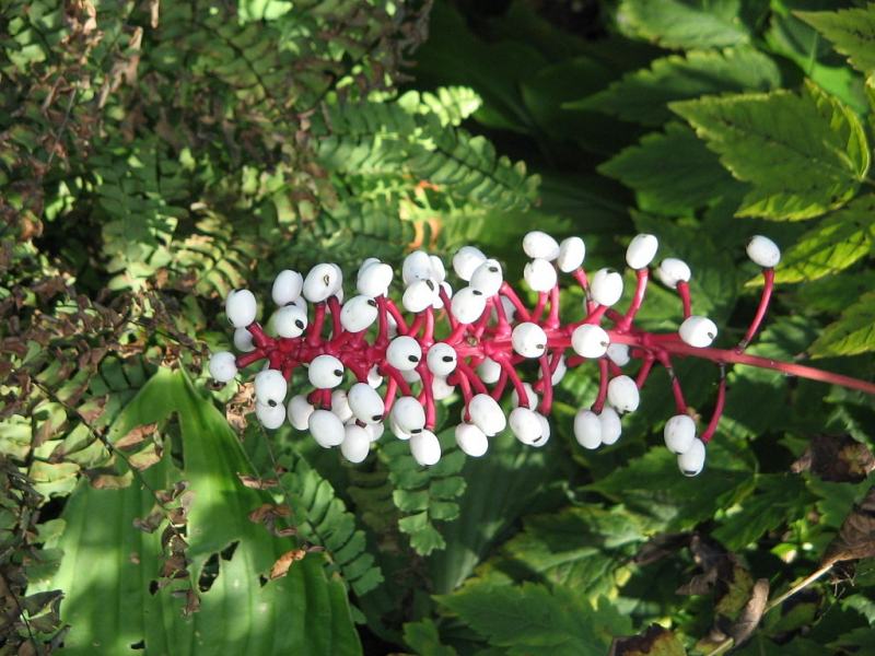 White Baneberry Flower
