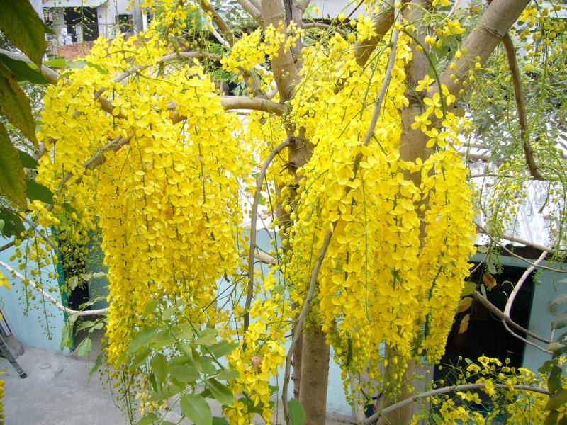 Canary flower aka yellow Osaka flower