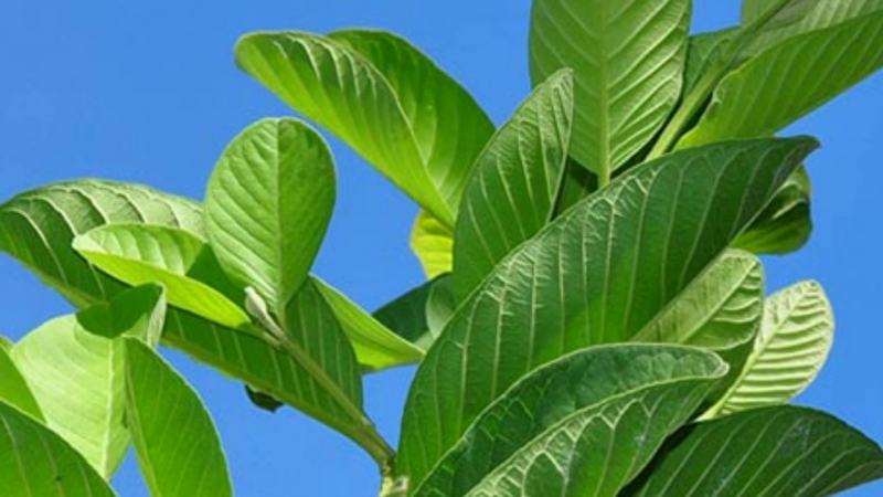 Guava leaves