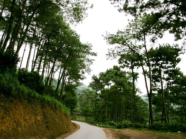 Yen Minh pine forest