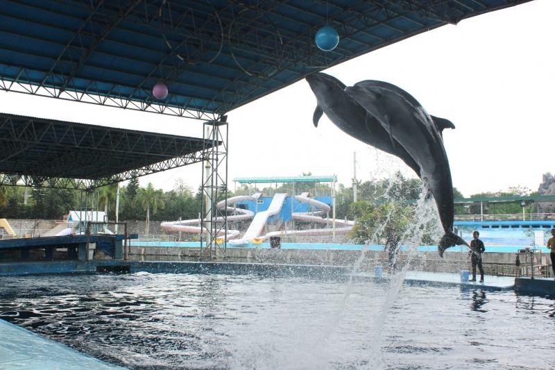 Watch dolphin circus