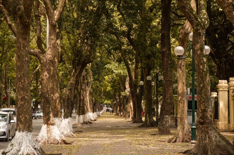 Phan Dinh Phung - The most peaceful road in Hanoi