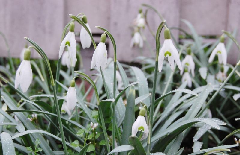 Couples who love each other give their half of dried snowdrop flowers