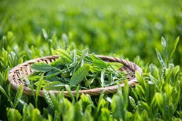 Use green tea as an anti-hair loss herb.