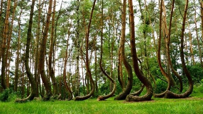 Curved Forest – Poland