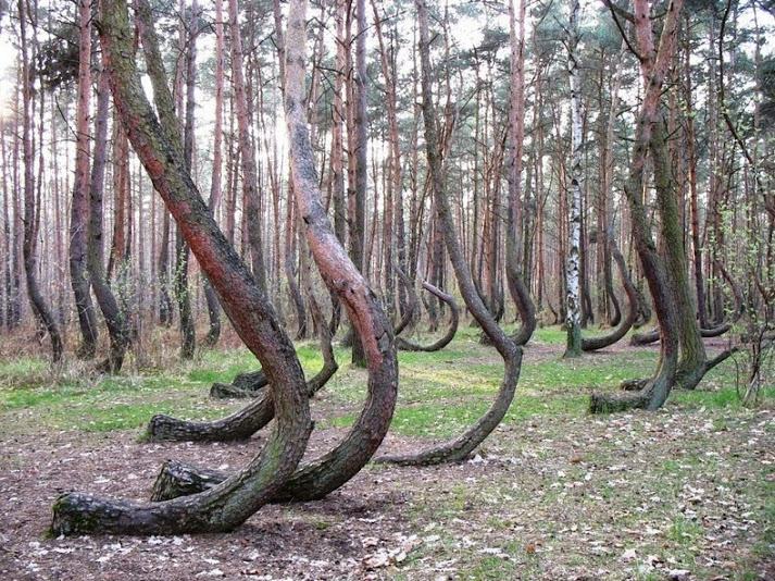 Curved Forest – Poland