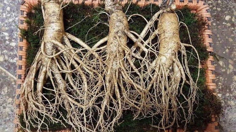 Fresh Korean ginseng - a gift for mom to be more nutritious every day