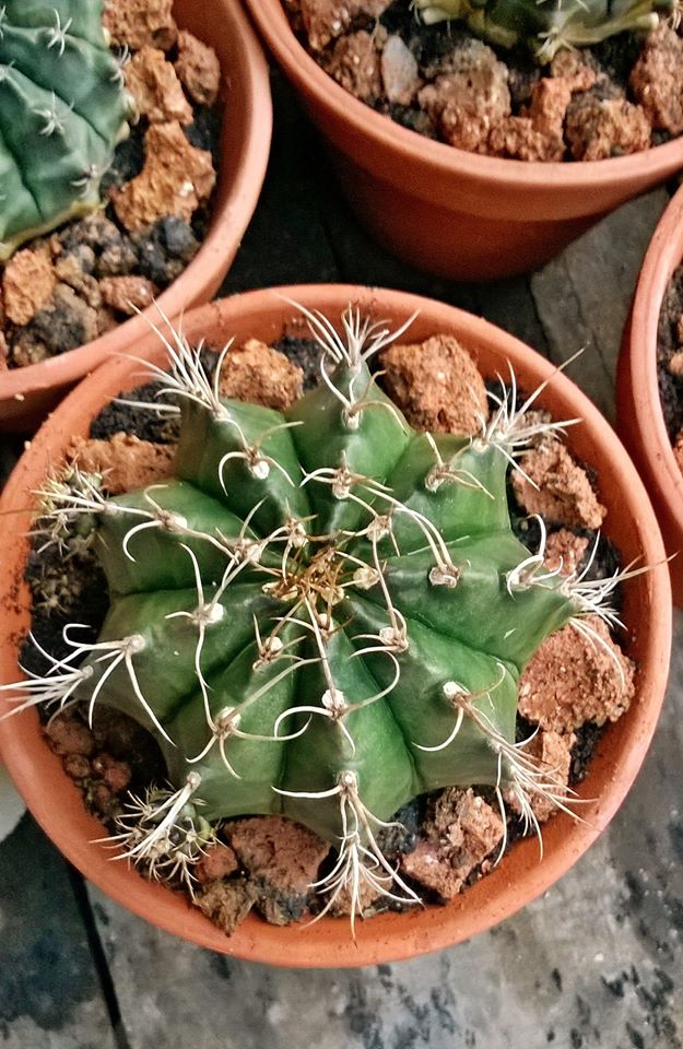 Quy Nhon cactus