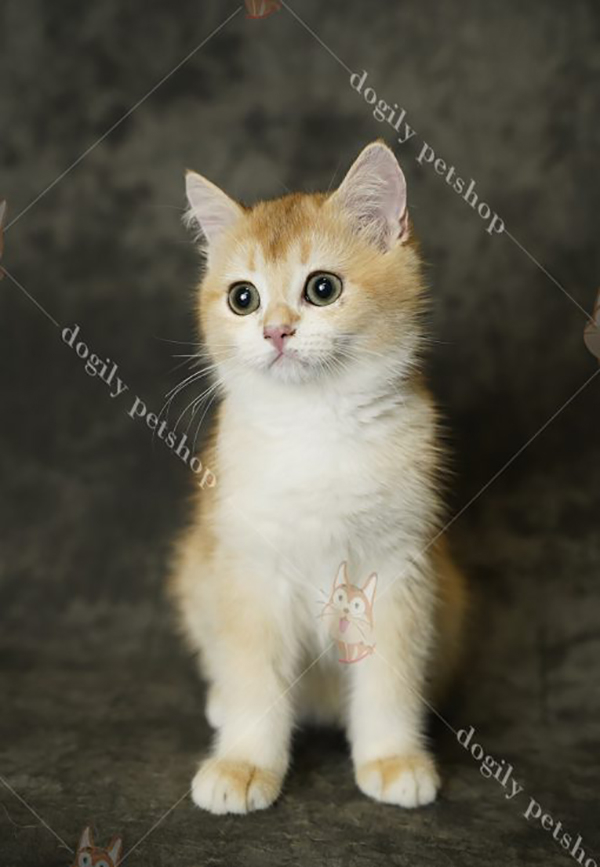 Cute British Shorthair Cat at Dogily Petshop