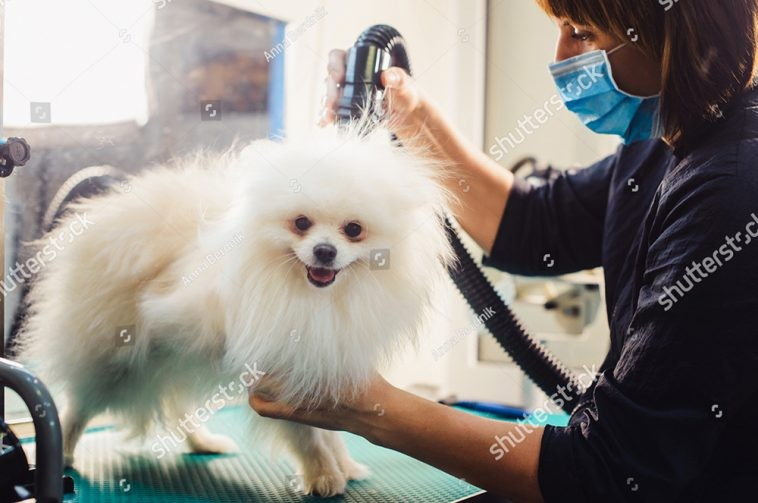 These are specialized hair dryers for cats and dogs. The machine will help our pet's hair dry quickly