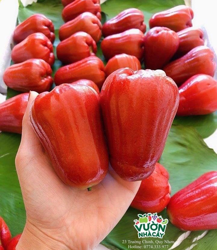 Quy Nhon imported fruit