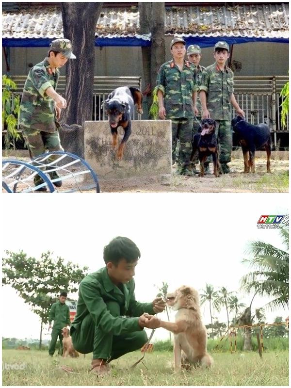 Thanh Tai dog training school