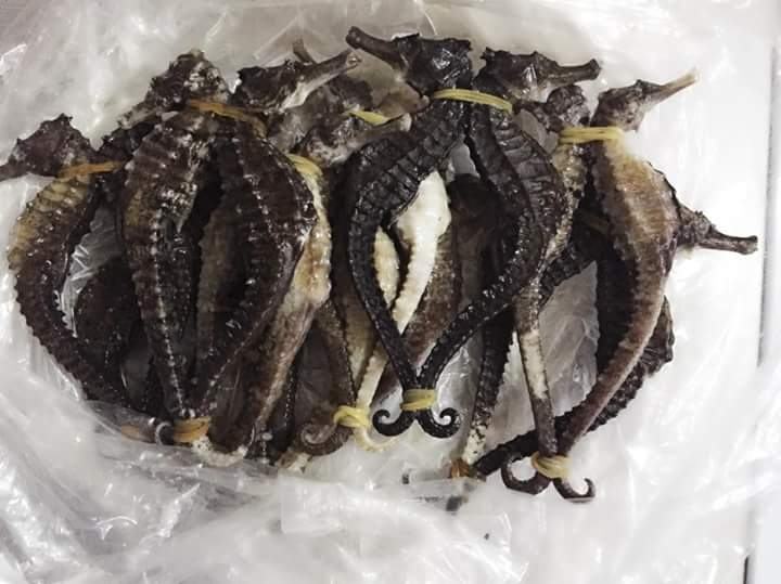 Seahorses at the World of Traditional Chinese Medicine are trusted by many customers