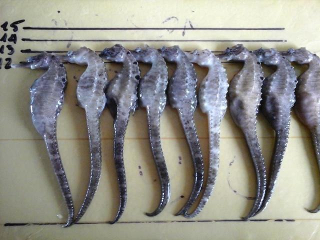 Dried seahorses here are carefully censored before being offered to the market