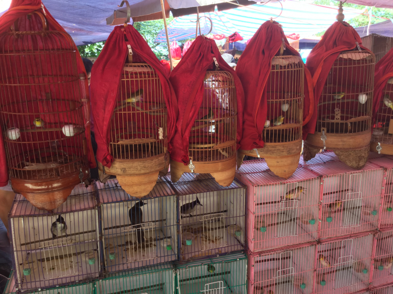 Lu Temple - Selling Birds in Hanoi