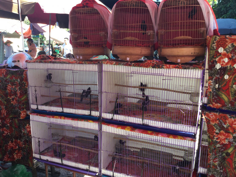 Lu Temple - Selling Birds in Hanoi