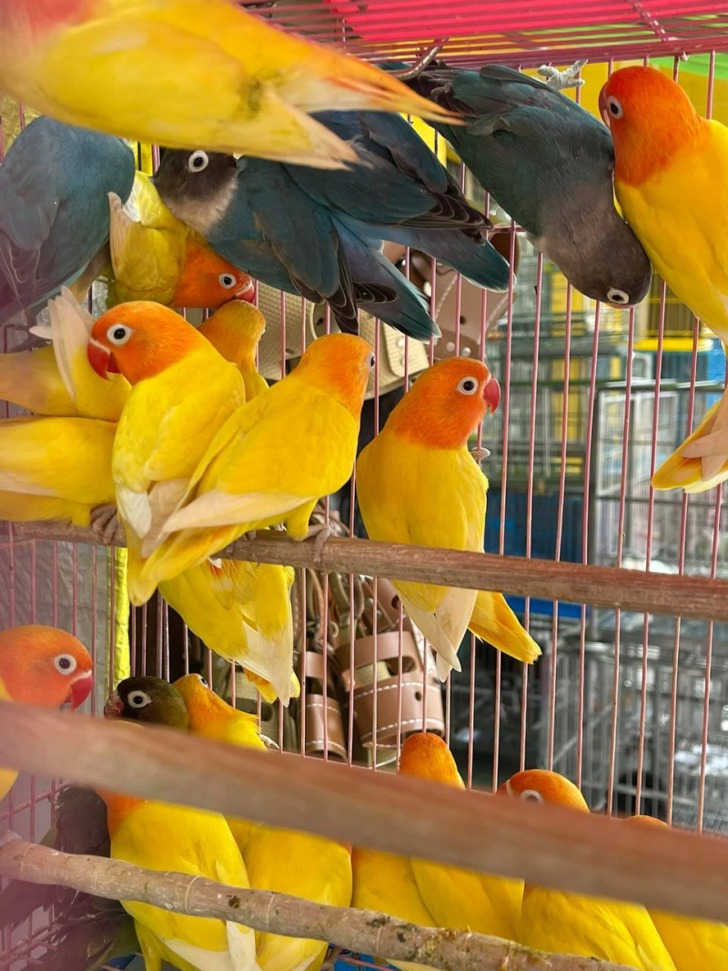 Saigon Phoenix Bird Shop