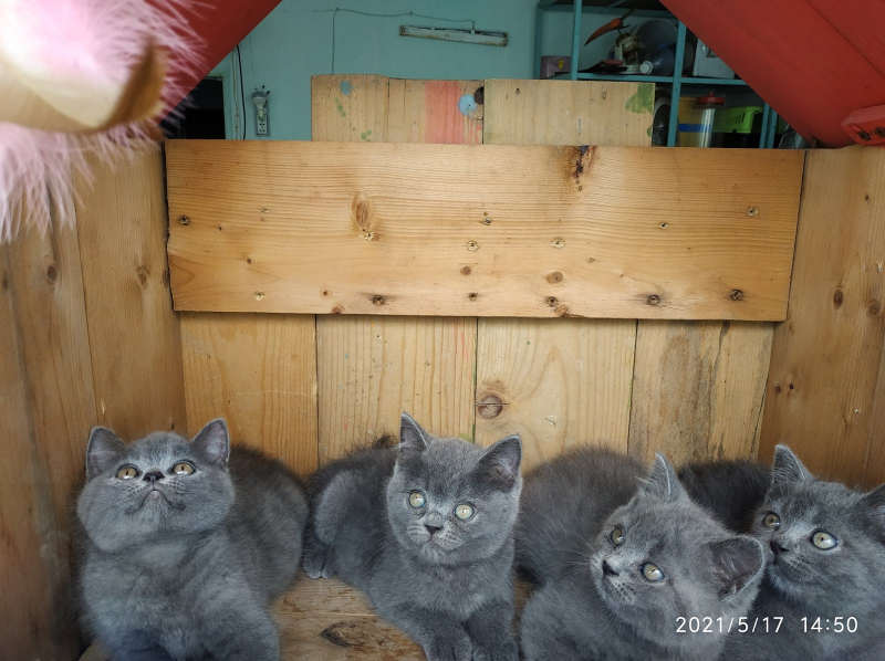 Meow Cattery- Purebred British Cat Farm