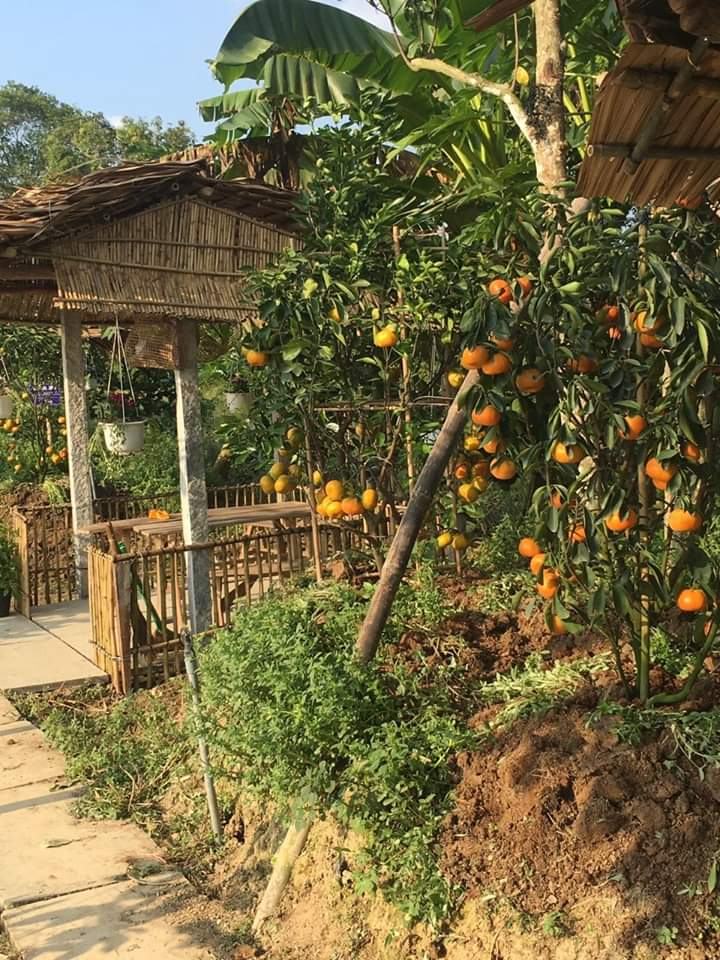 Ba Chuot tangerine garden