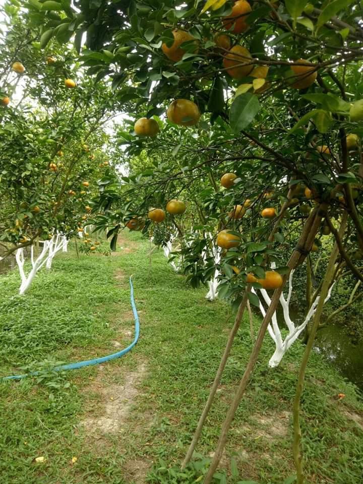 Lan Anh tangerine garden