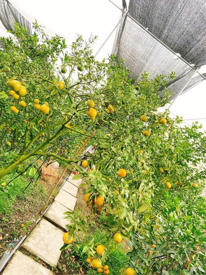 Hong Danh tangerine garden