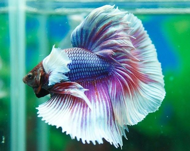 Five-color fish.