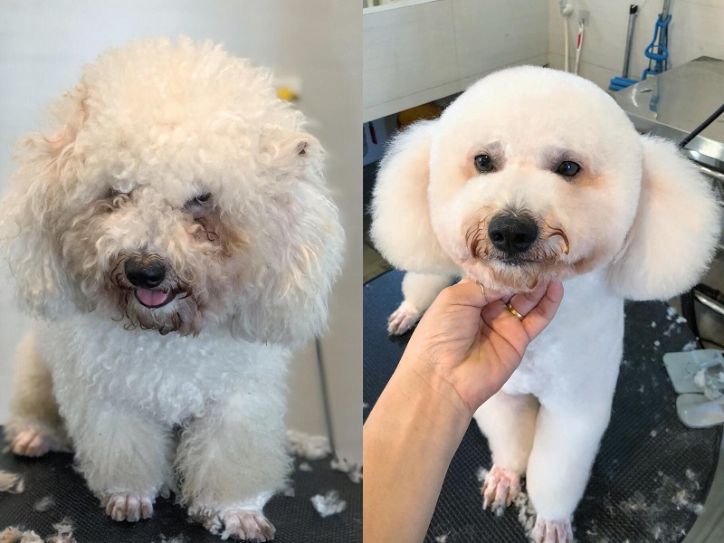 Before and after coming to Pet Family