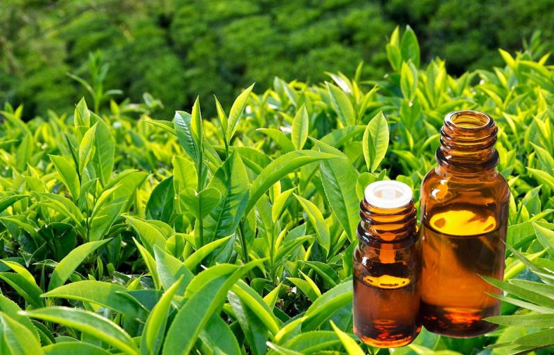 Excessive use of tea tree oil will increase male breast growth