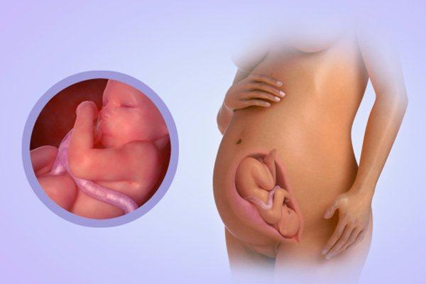 Sixth prenatal visit (31-32 weeks)