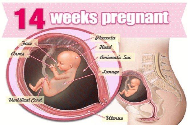 Second prenatal visit (11-14 weeks)