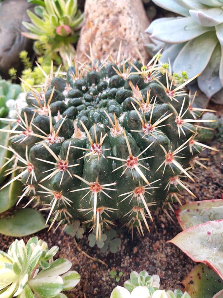Stone Lotus - Ornamental Cactus NO.51