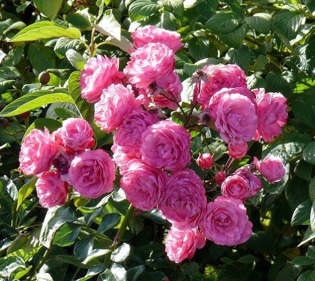 Pink climbing rose seeds