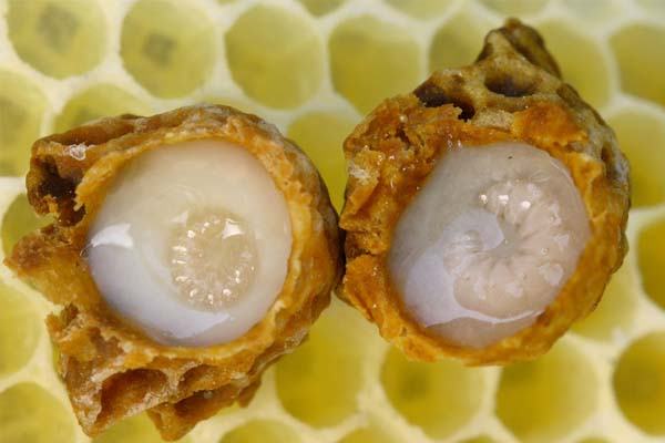 Royal jelly color when lying in the royal bud