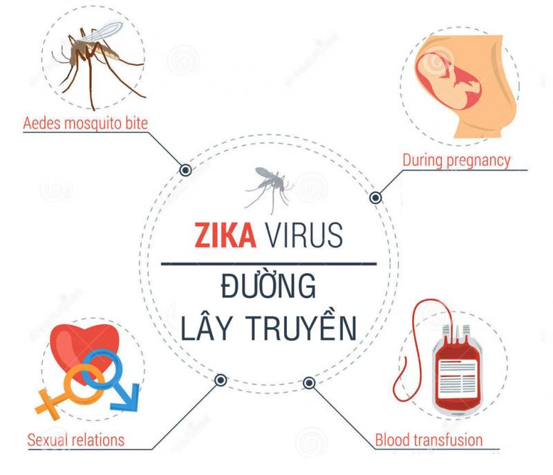 Zika virus transmission route