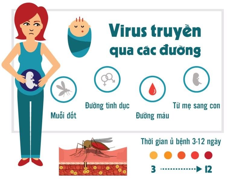 Zika virus transmission route