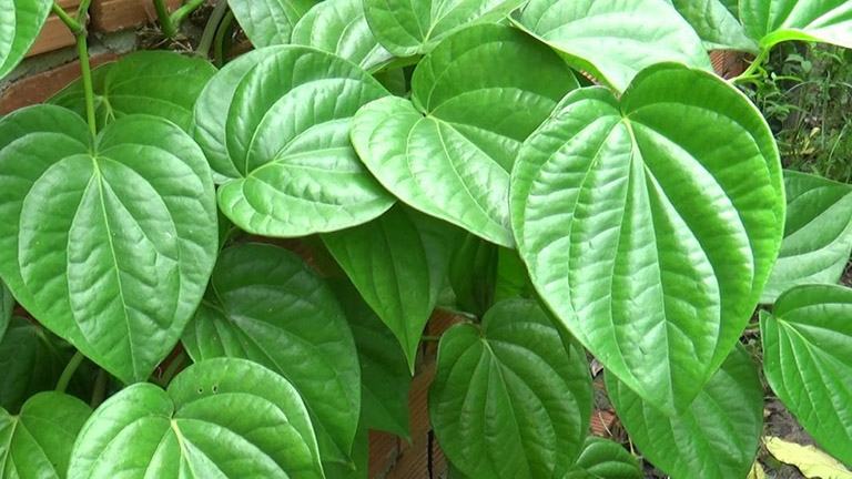 How to cure red eyes with betel leaves