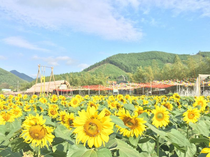 Quang La flower paradise