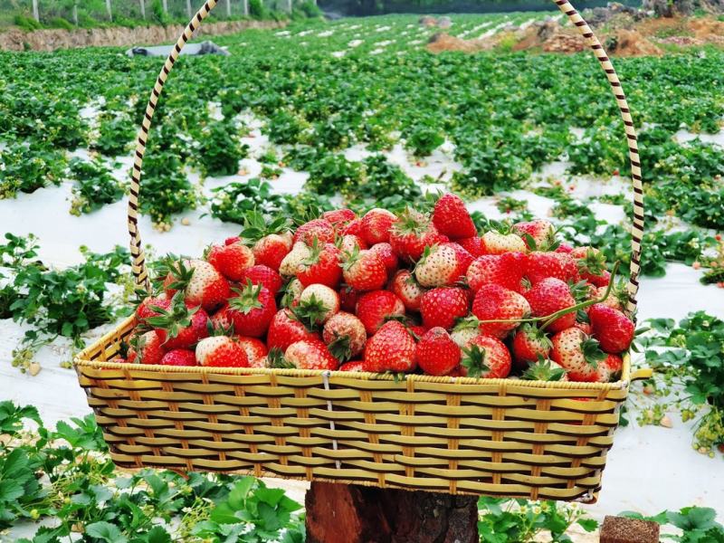 The strawberry variety here is Japanese strawberry, so it's very sweet, the red appearance inside is succulent, making strawberry lovers not to be missed.
